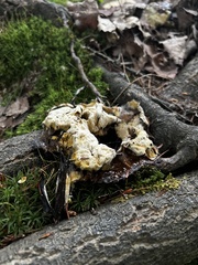 Trichoderma pulvinatum