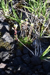 Saxifraga cespitosa