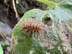 Diekeana admirabilis