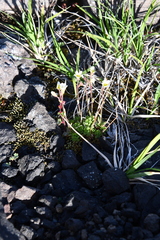 Saxifraga cespitosa