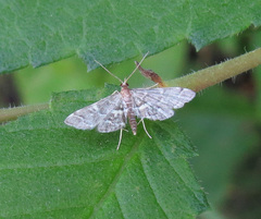 Anageshna primordialis