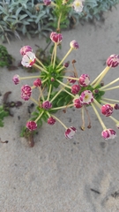 Zaluzianskya maritima