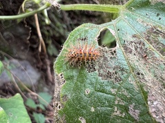 Diekeana admirabilis