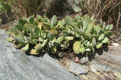 Crassula cotyledonis