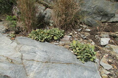 Crassula cotyledonis