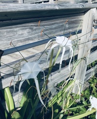 Hymenocallis