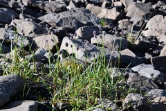 Alopecurus magellanicus