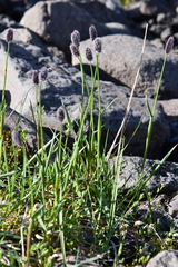 Alopecurus magellanicus