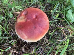 Hortiboletus rubellus