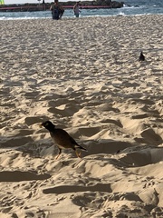 Acridotheres tristis