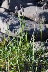 Alopecurus magellanicus