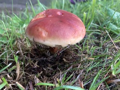 Hortiboletus rubellus