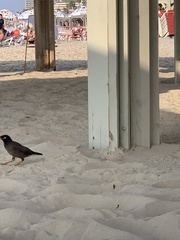 Acridotheres tristis