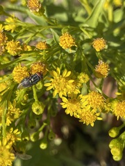 Cochliomyia