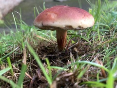Hortiboletus rubellus