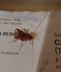 Pristoceuthophilus pacificus