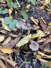 Mycena leptocephala