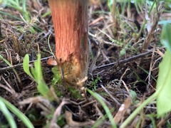 Hortiboletus rubellus