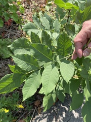 Fraxinus pennsylvanica