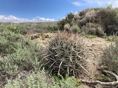 Ferocactus fordii borealis