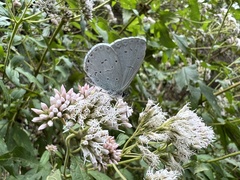 Celastrina