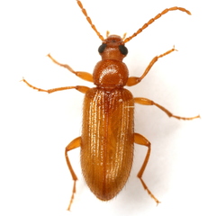 Alleculina