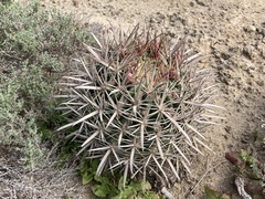 Ferocactus fordii borealis