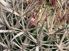 Ferocactus fordii borealis