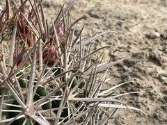 Ferocactus fordii borealis