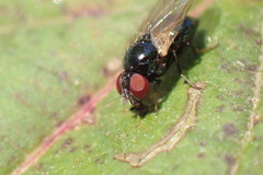 Lonchaea