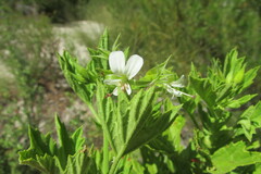 Pelargonium scabrum