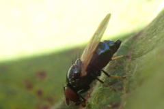 Lonchaea