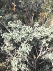Artemisia rothrockii