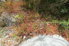 Drosera capensis