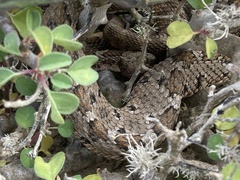 Crotalus enyo