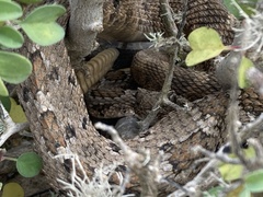 Crotalus enyo