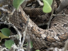 Crotalus enyo
