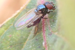 Lonchaea
