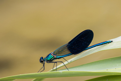 Calopteryx xanthostoma