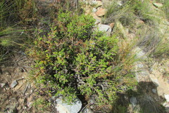 Pelargonium alternans