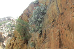 Crassula arborescens