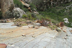 Crassula cotyledonis