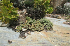 Crassula cotyledonis