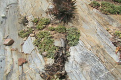 Crassula cotyledonis