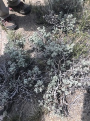 Artemisia rothrockii