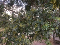 Schinopsis brasiliensis