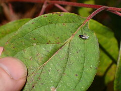 Lonchaea