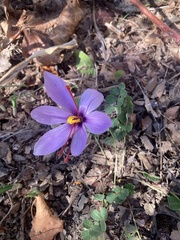 Crocus sativus