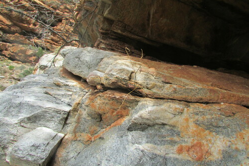 Drimia sigmoidea