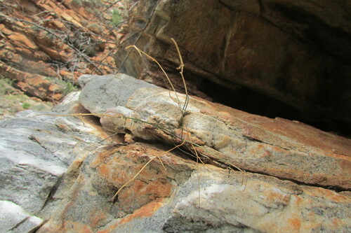 Drimia sigmoidea